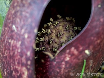 Spadix